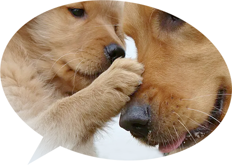 Adorable puppy booping his papa