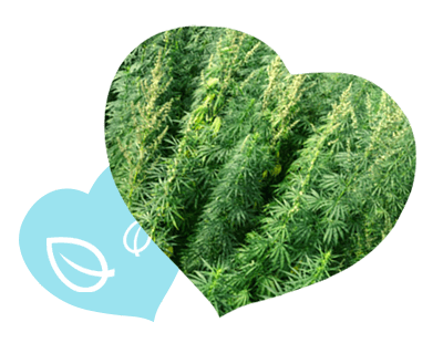 Broad-Spectrum Hemp with CBD