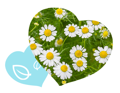 Chamomile