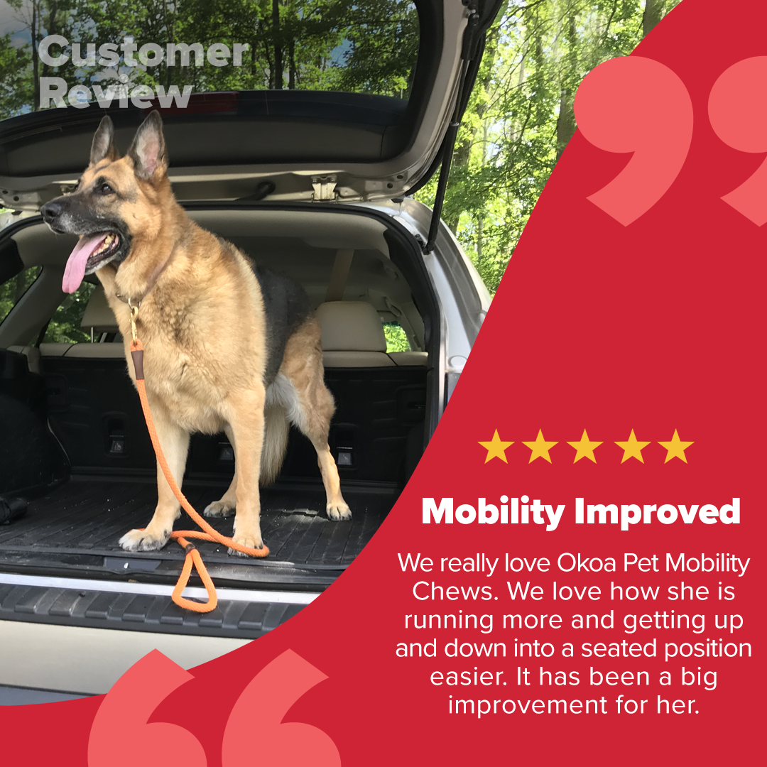 Happy Go Puppy Customer Testimonial