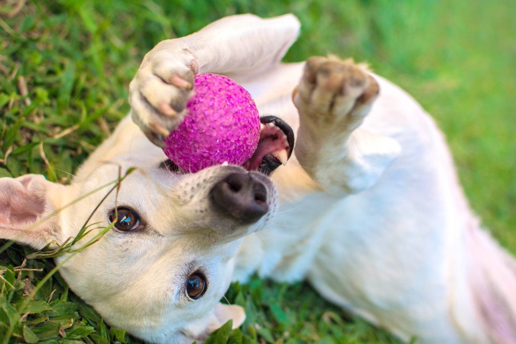 Dog playing