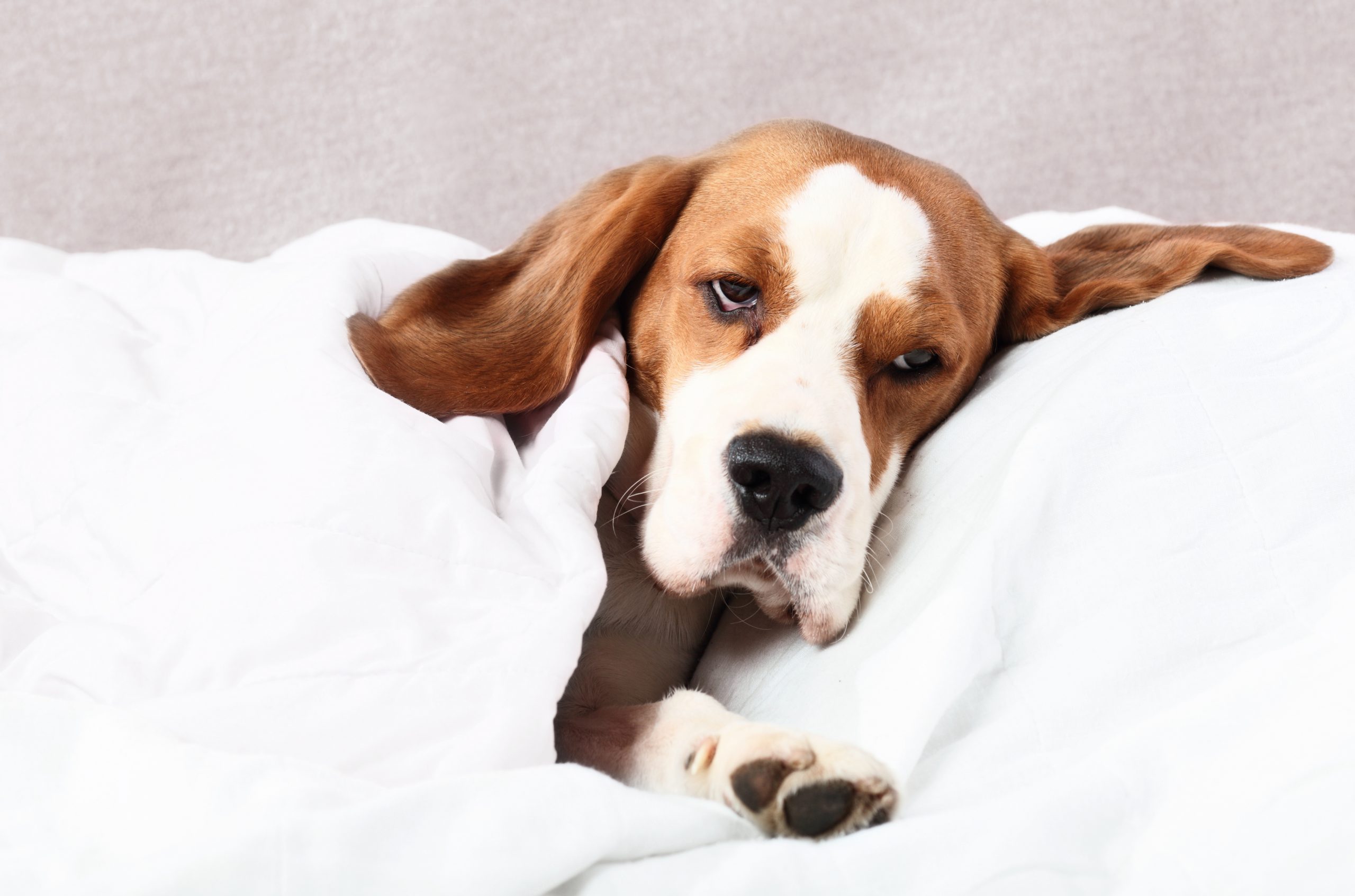 dog with arthritis in bed