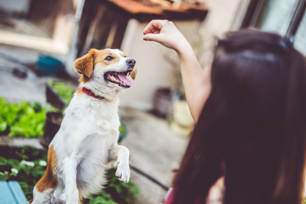 woman training her dog as part of a holistic pet care treatment