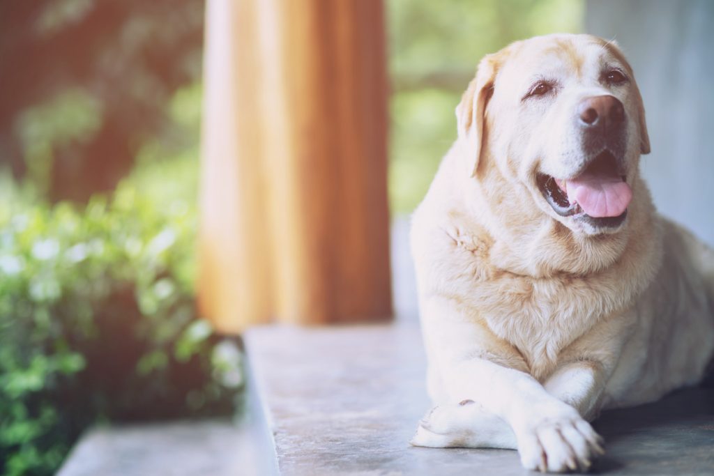 an older dog laying down outside