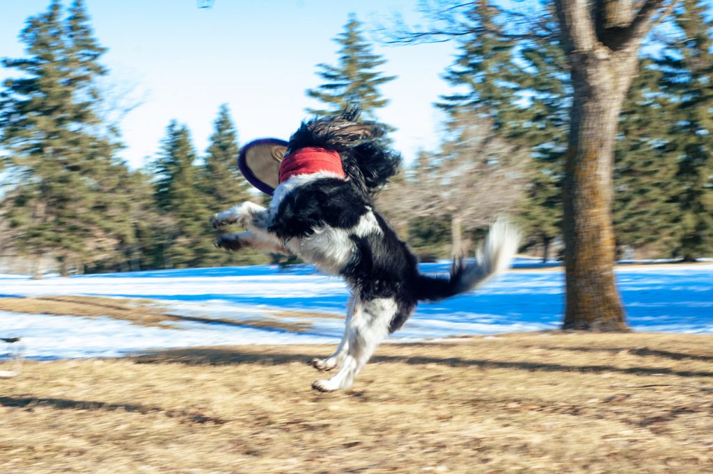 Green-lipped mussel = Healthy joints and hips = happy pup!